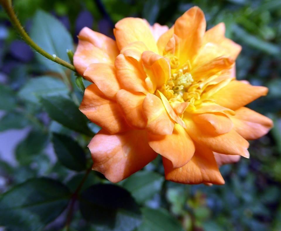 Photo of Rose (Rosa 'Hanky Panky') uploaded by JulieB
