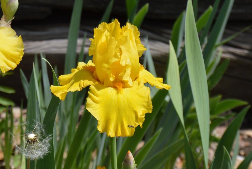 Photo of Tall Bearded Iris (Iris 'Pure as Gold') uploaded by KentPfeiffer