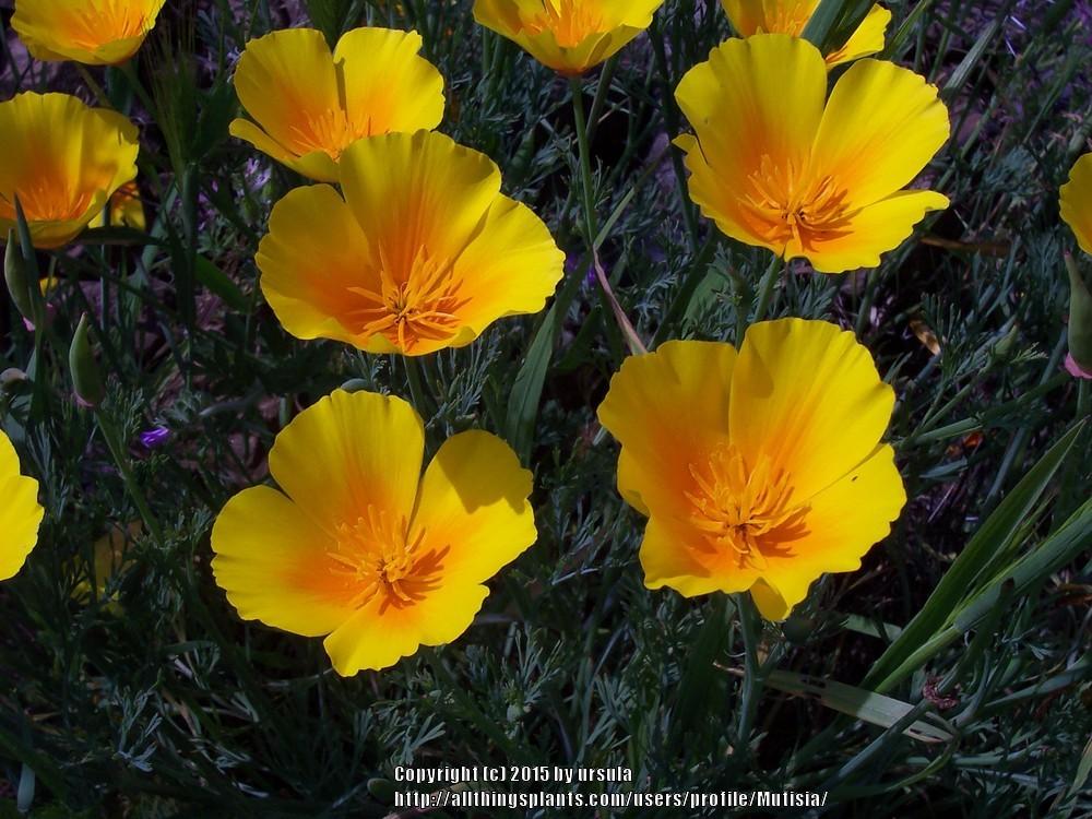 Photo of California Poppy (Eschscholzia californica) uploaded by Mutisia