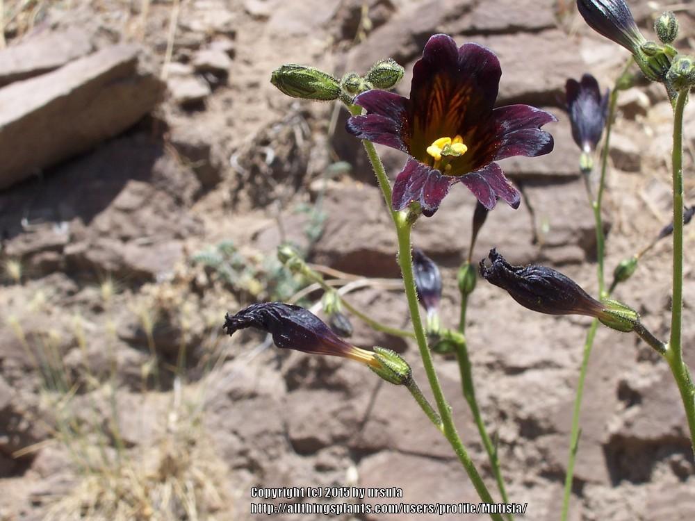 Photo of Painted Tongue (Salpiglossis sinuata) uploaded by Mutisia