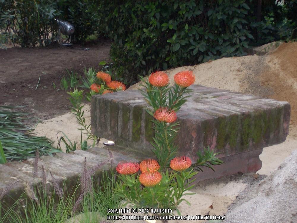 Photo of Pincushion Protea (Leucospermum cordifolium) uploaded by Mutisia