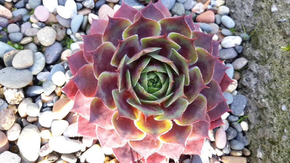Photo of Hen and Chicks (Sempervivum 'El Toro') uploaded by Paddy