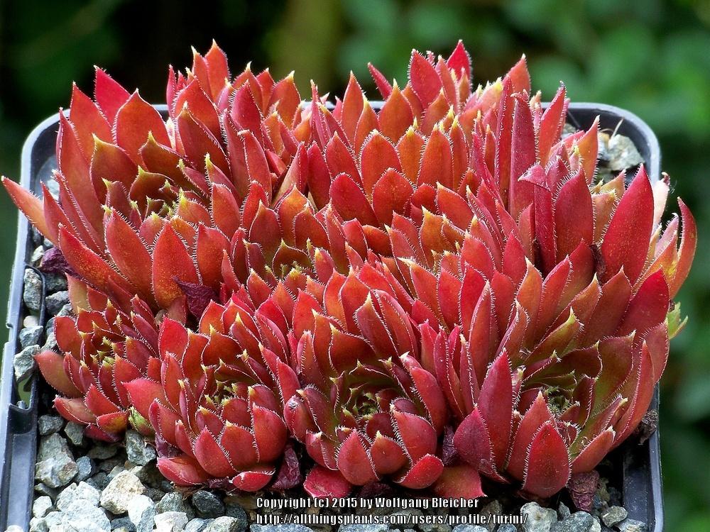 Photo of Hen and chicks (Sempervivum 'Dame Guyaux') uploaded by turini
