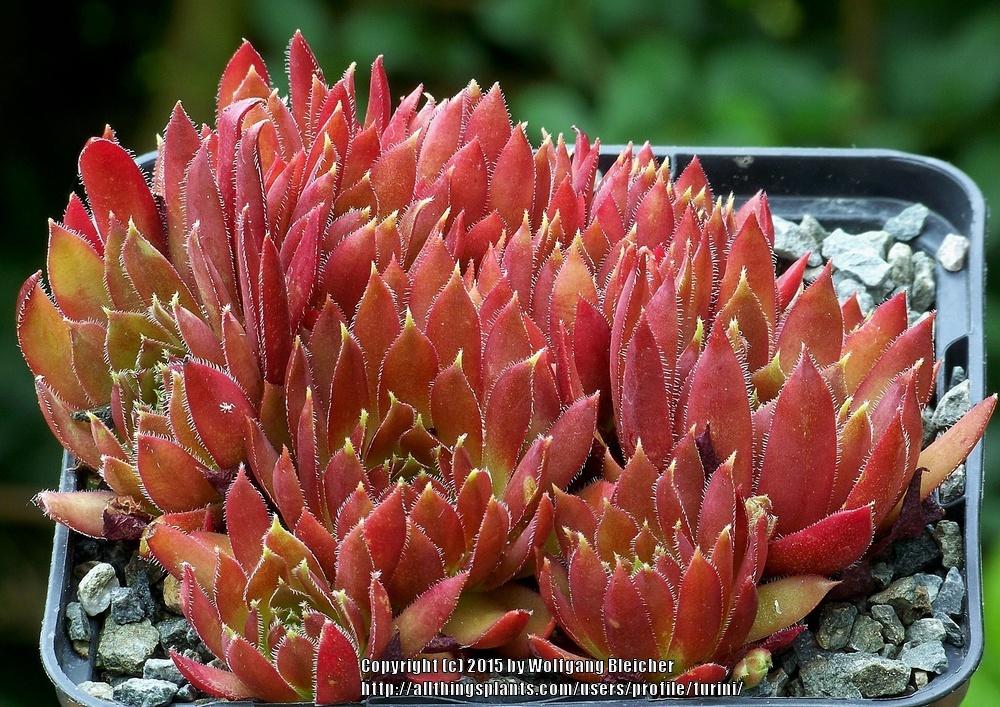 Photo of Hen and chicks (Sempervivum 'Dame Guyaux') uploaded by turini