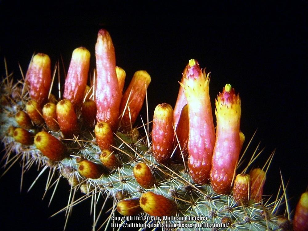 Photo of Candelilla (Cleistocactus candelilla) uploaded by turini