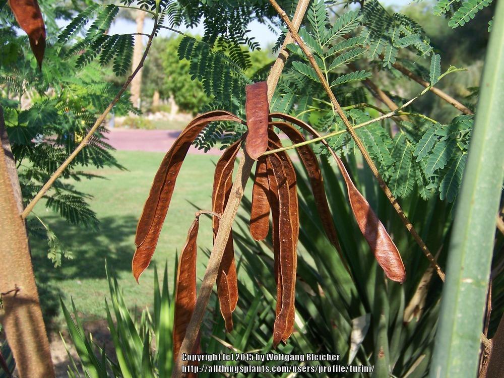 Photo of Lead Tree (Leucaena leucocephala) uploaded by turini