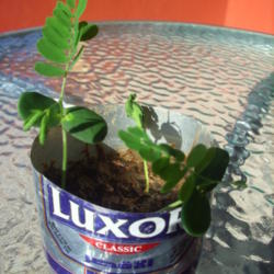 Location: Egypt
Date: 2012-08-17
Seedlings in a cut beer can. Seeded during vacation