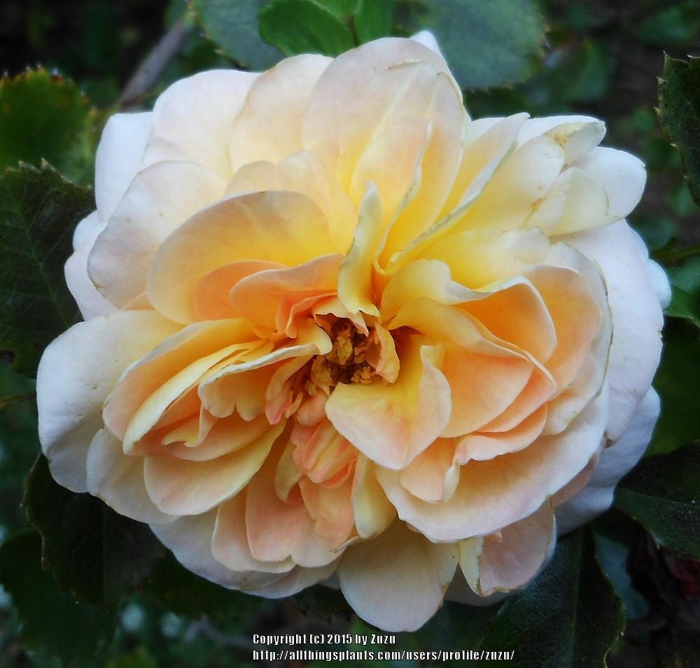 Photo of Rose (Rosa 'Concerto') uploaded by zuzu