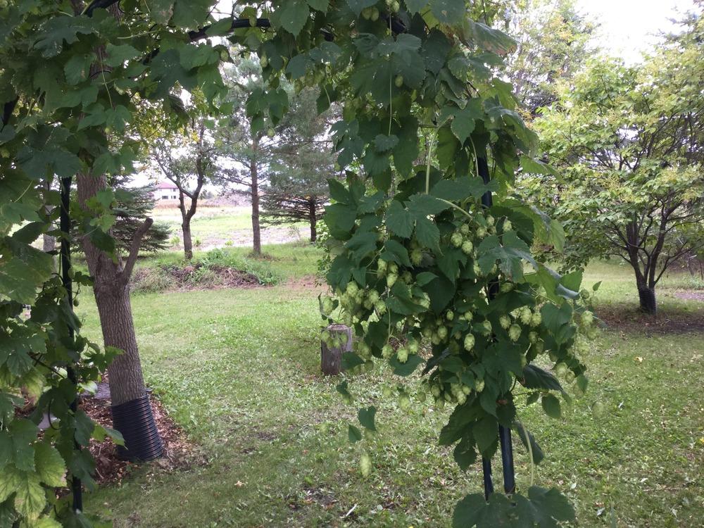 Photo of Hops (Humulus lupulus) uploaded by DebbieC