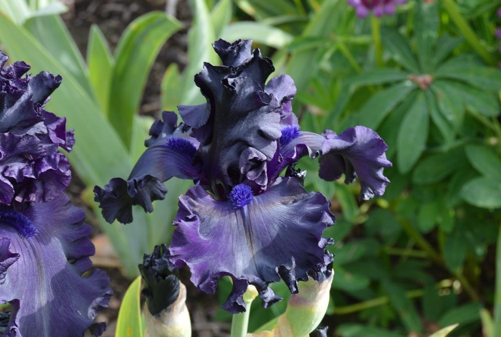 Photo of Tall Bearded Iris (Iris 'All Night Long') uploaded by KentPfeiffer