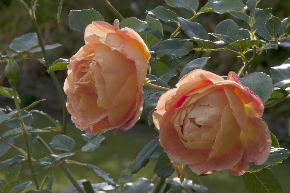 Photo of English Shrub Rose (Rosa 'Lady of Shalott') uploaded by cliftoncat