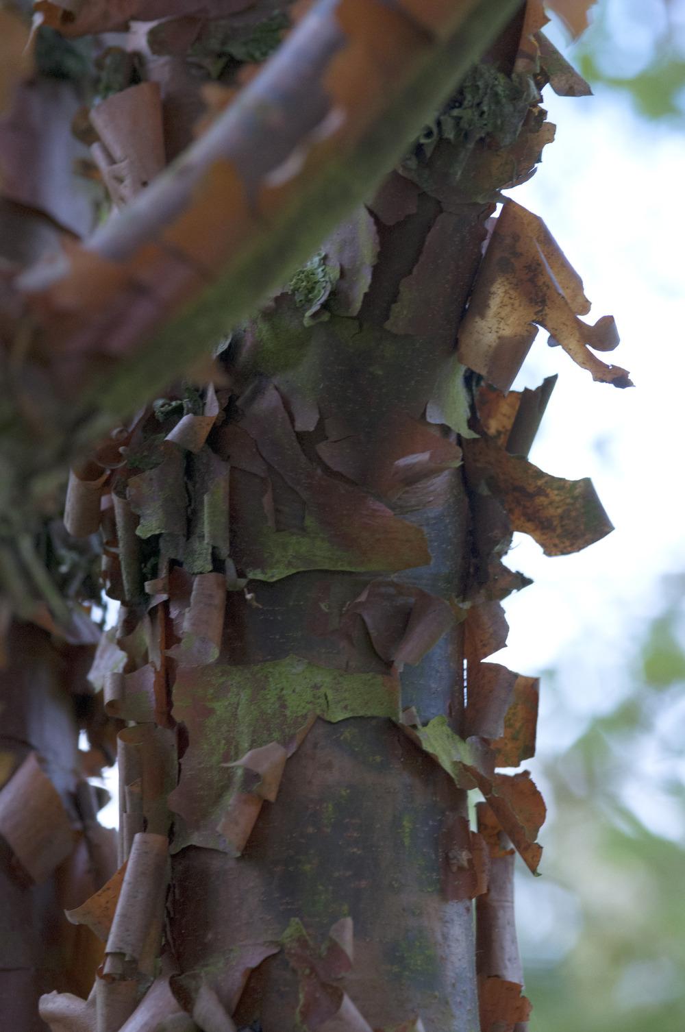 Photo of Paperbark Maple (Acer griseum) uploaded by cliftoncat