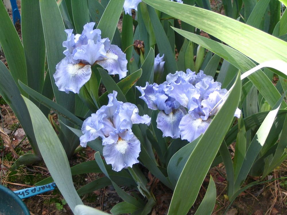 Photo of Standard Dwarf Bearded Iris (Iris 'Ocean Pearl') uploaded by janielouy
