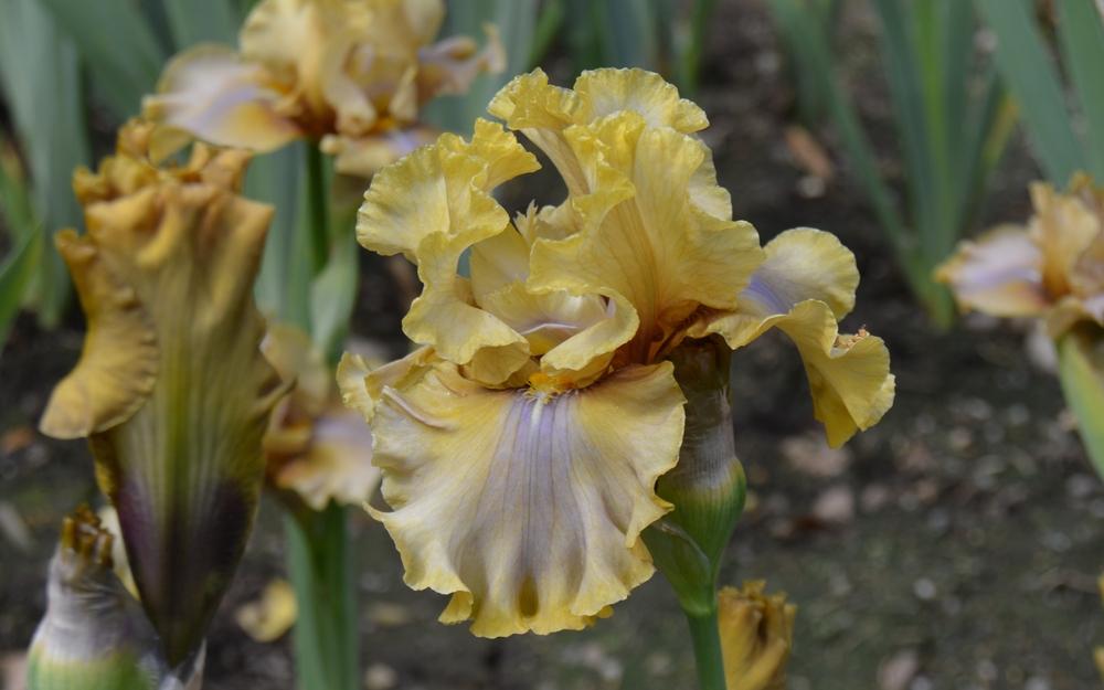 Photo of Tall Bearded Iris (Iris 'Bamboo Shadows') uploaded by KentPfeiffer