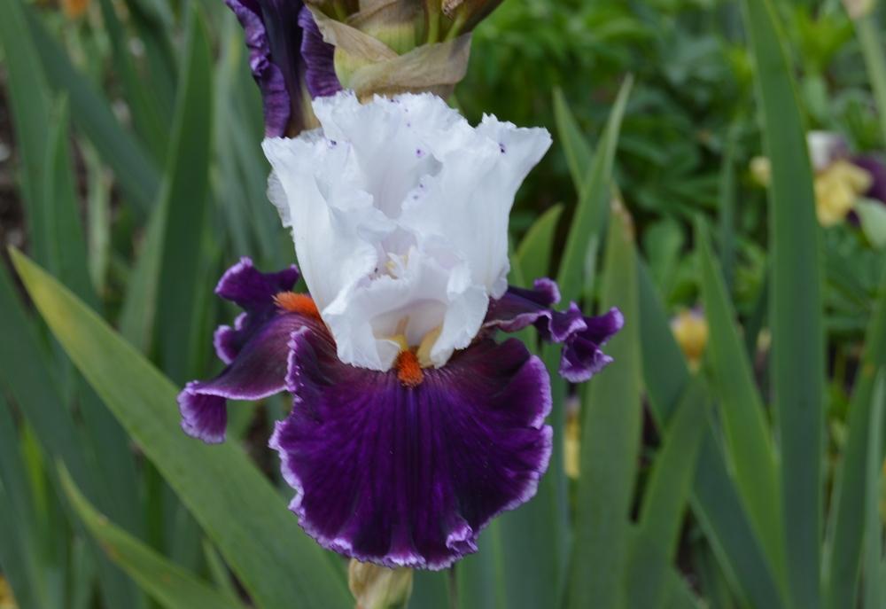 Photo of Tall Bearded Iris (Iris 'Applause Line') uploaded by KentPfeiffer