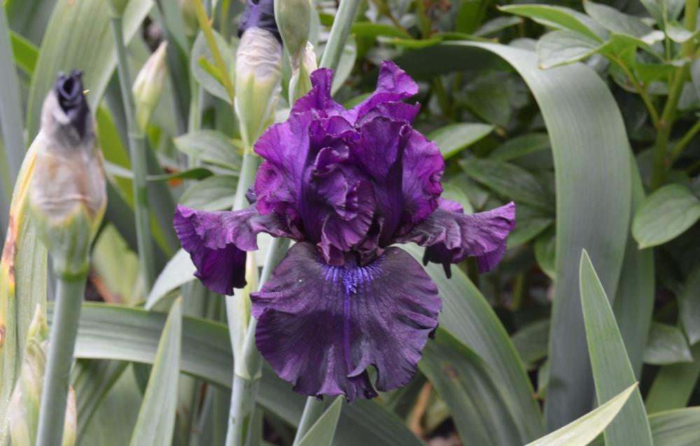 Photo of Tall Bearded Iris (Iris 'Badlands') uploaded by KentPfeiffer