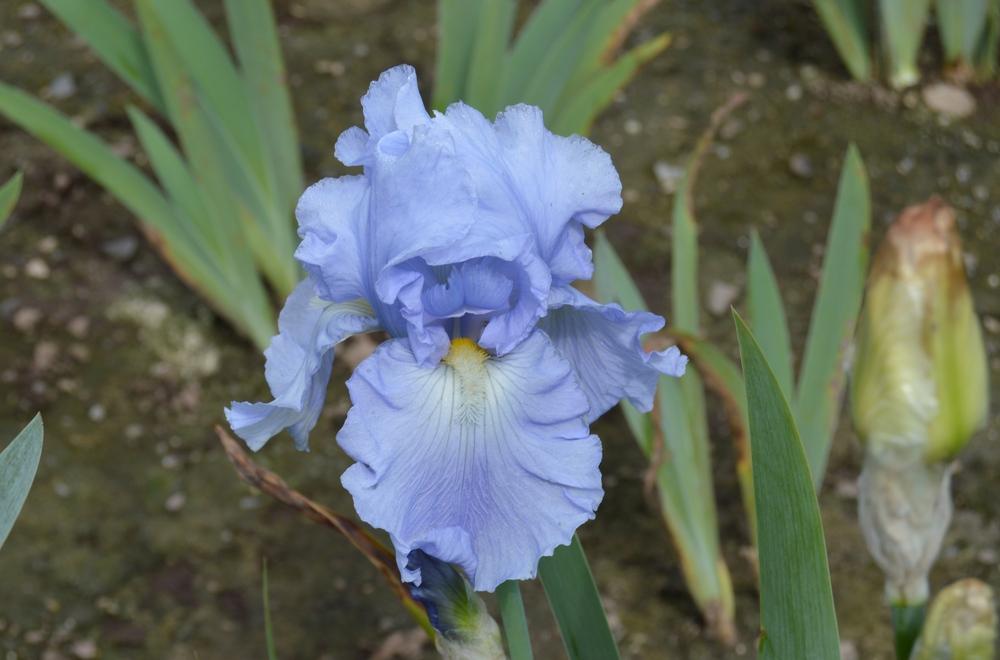 Photo of Tall Bearded Iris (Iris 'Babbling Brook') uploaded by KentPfeiffer
