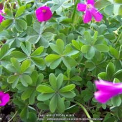
Oxalis arenaria leaves are composed by 3 or 4 heart-shaped segmen
