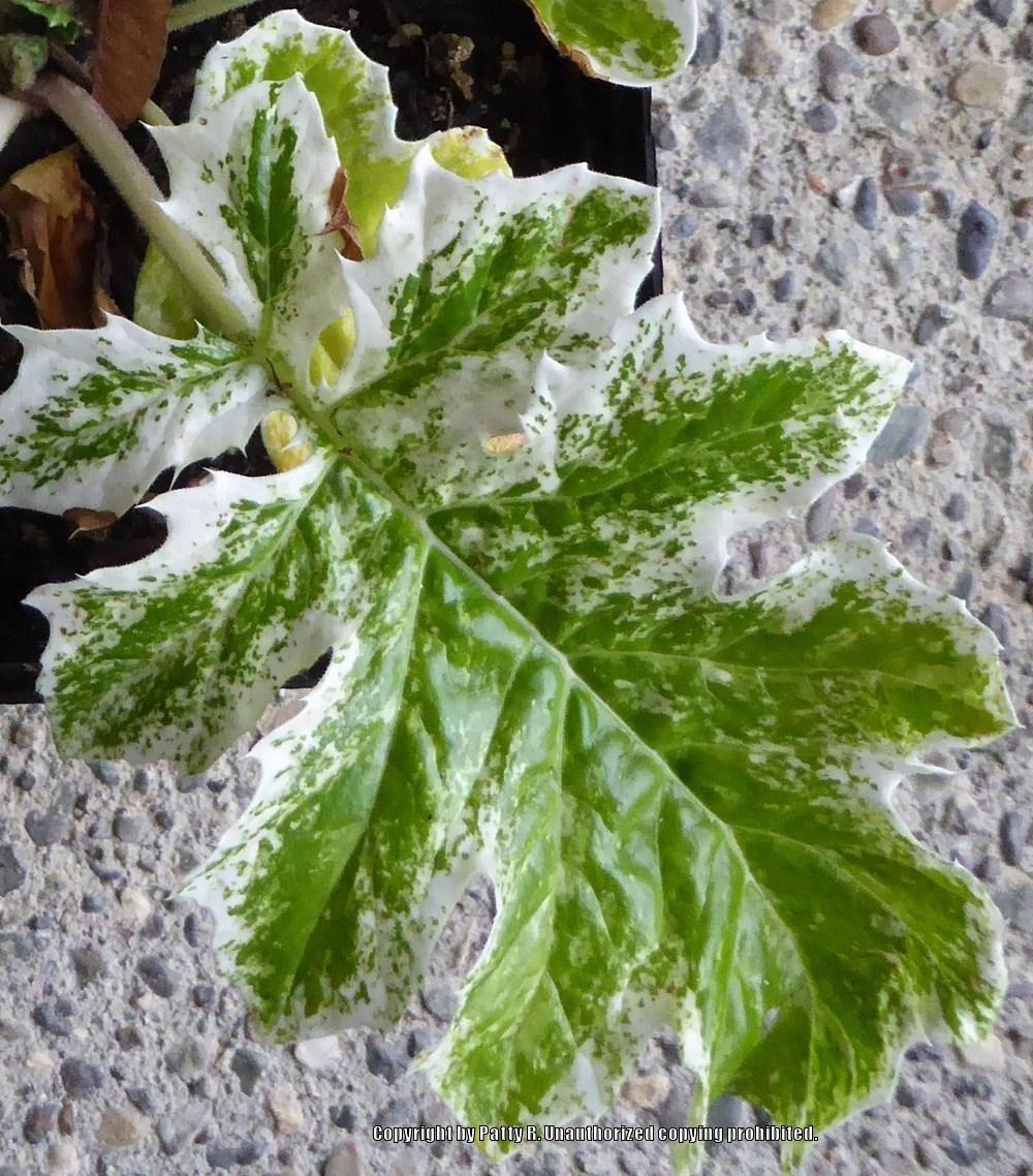 Photo of Bear's Breeches (Acanthus 'Whitewater') uploaded by Patty