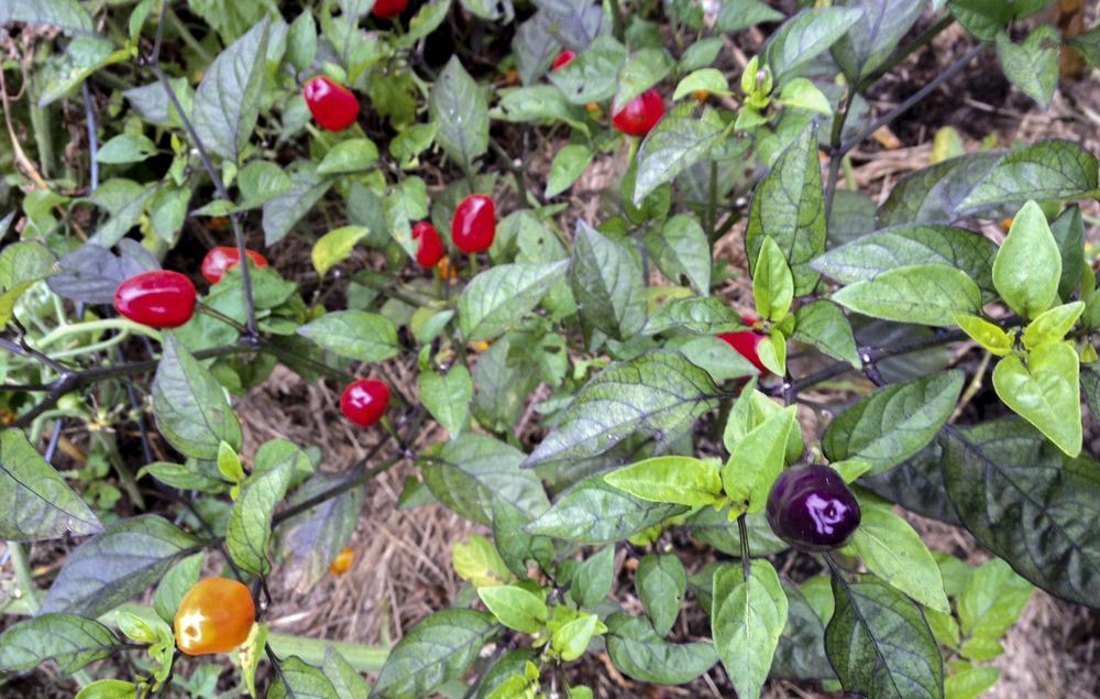 Photo of Ornamental Pepper (Capsicum annuum 'Chinese Five Color') uploaded by ReesaAnne