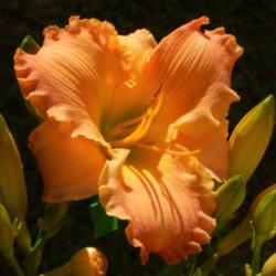 Location: home
Date: 2015-10-31
This is one of my favorite daylilies!  So beautiful!