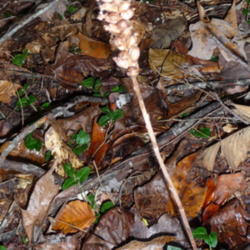 Location: Daniel Boone National Forest Ky
Date: 2015-10-26
Dry seed pod 8'' tall