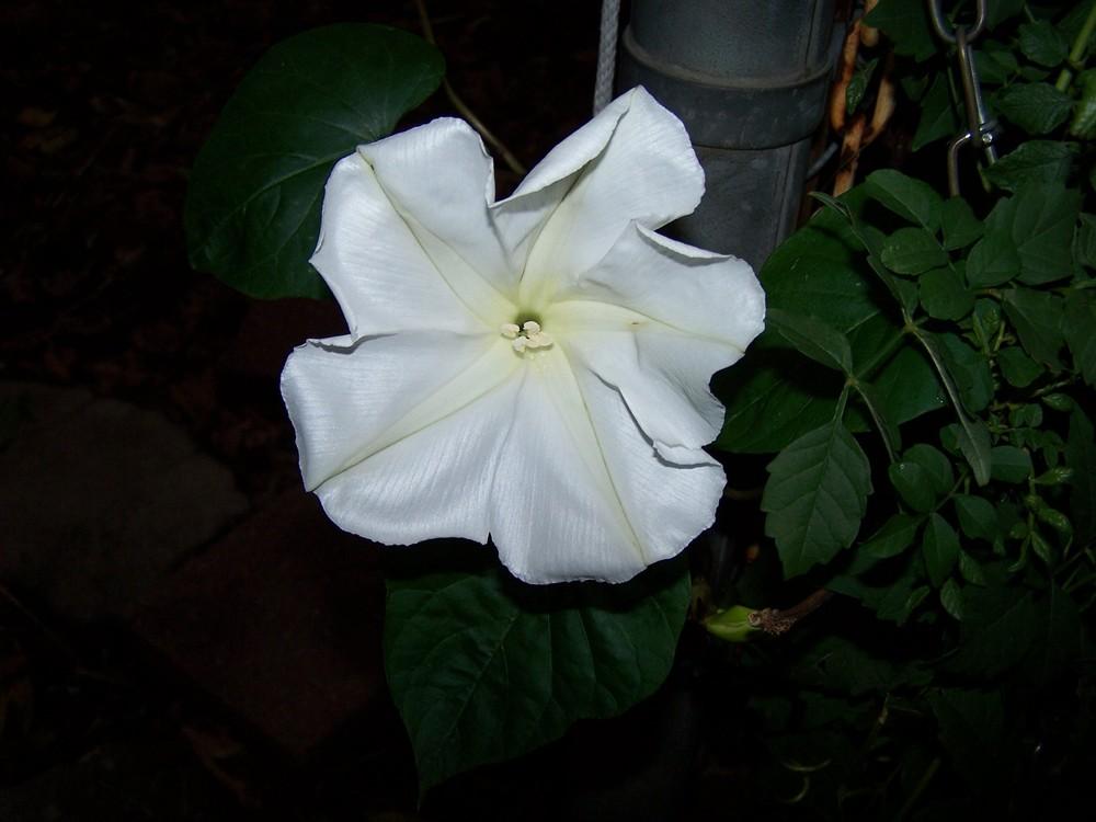 Photo of Moonflower (Ipomoea alba) uploaded by jmorth