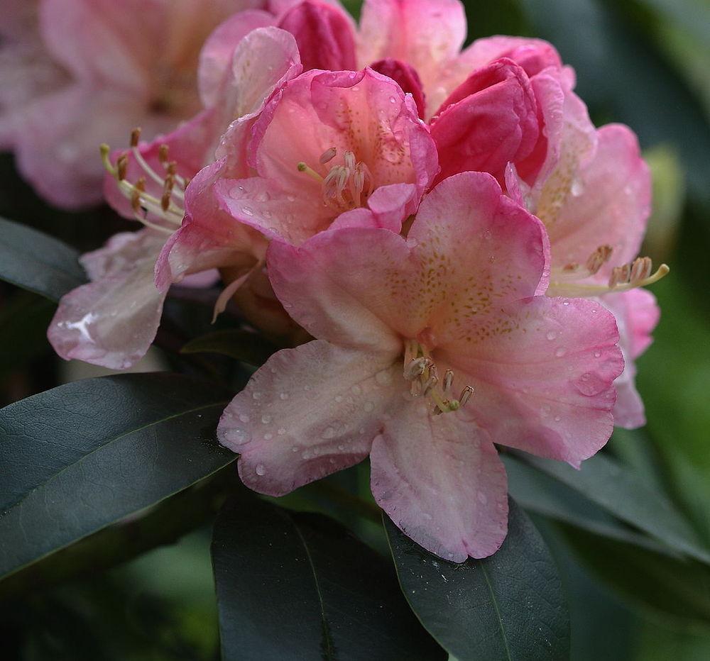 Photo of Rhododendron 'Percy Wiseman' uploaded by robertduval14