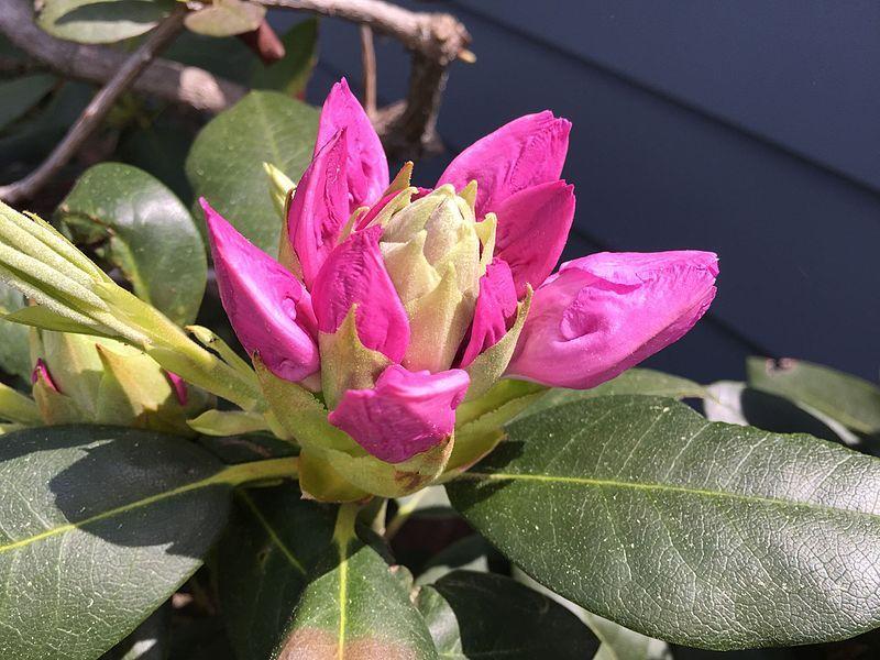 Photo of Rhododendron 'Roseum Elegans' uploaded by robertduval14