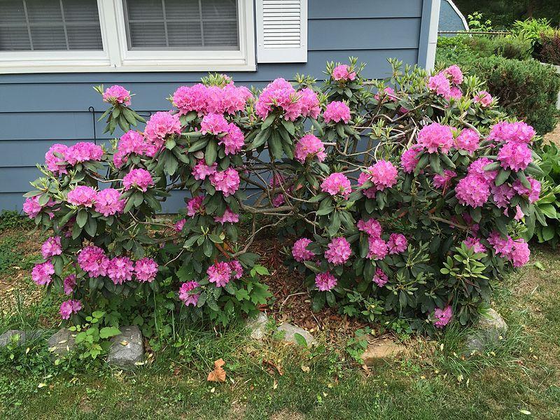 Photo of Rhododendron 'Roseum Elegans' uploaded by robertduval14