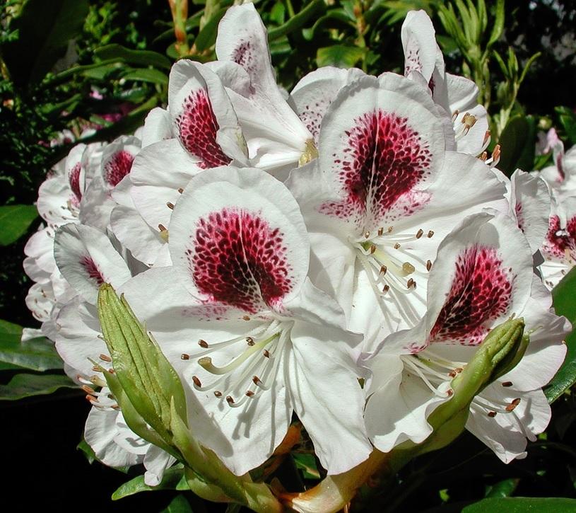 Photo of Rhododendron 'Sappho' uploaded by robertduval14