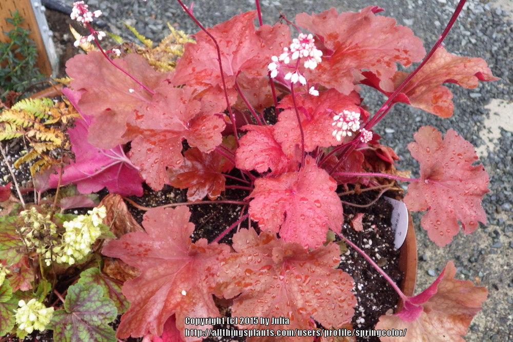 Photo of Coral Bells (Heuchera 'Rio') uploaded by springcolor