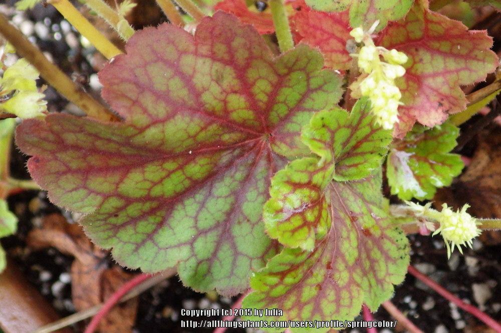 Photo of Coral Bells (Heuchera 'Blondie in Lime') uploaded by springcolor