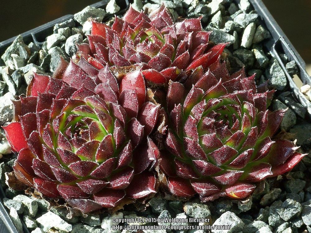Photo of Hen and Chicks (Sempervivum 'Gabrielle') uploaded by turini