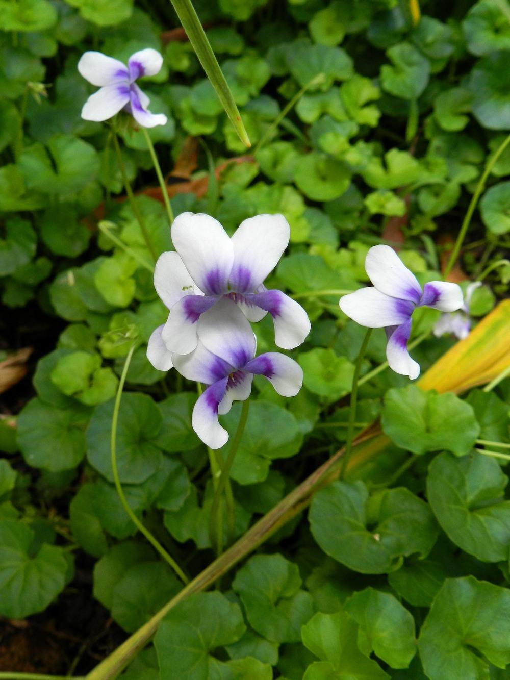 Photo of Ivy-Leaf Violet (Viola hederacea) uploaded by Gleni
