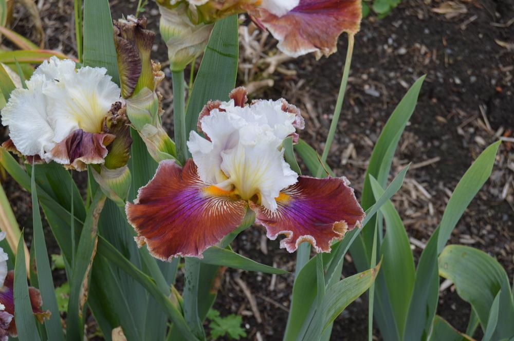 Photo of Tall Bearded Iris (Iris 'Blaze Valley') uploaded by KentPfeiffer