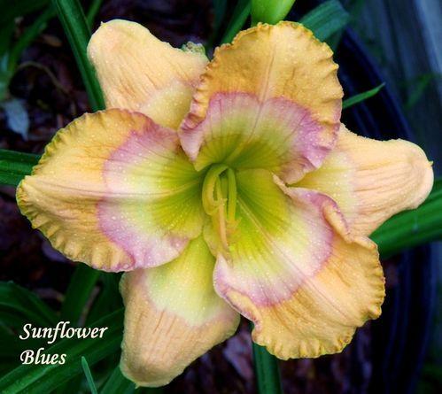 Photo of Daylily (Hemerocallis 'Sunflower Blues') uploaded by Ladylovingdove