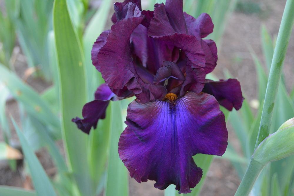 Photo of Tall Bearded Iris (Iris 'Grape Expectations') uploaded by Phillipb2