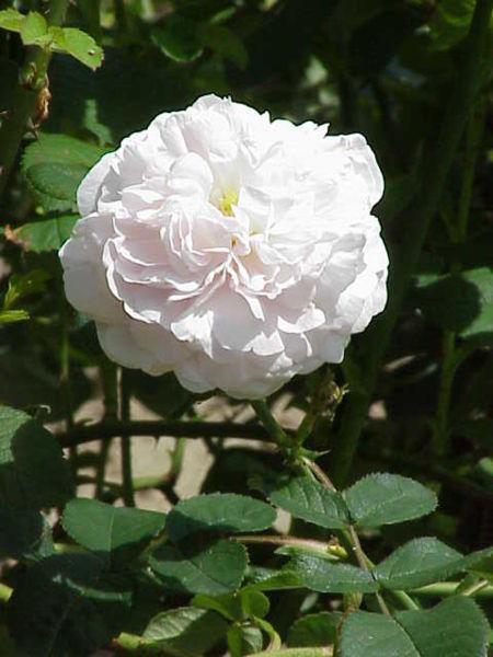 Photo of Rose (Rosa 'Great Maiden's Blush') uploaded by robertduval14