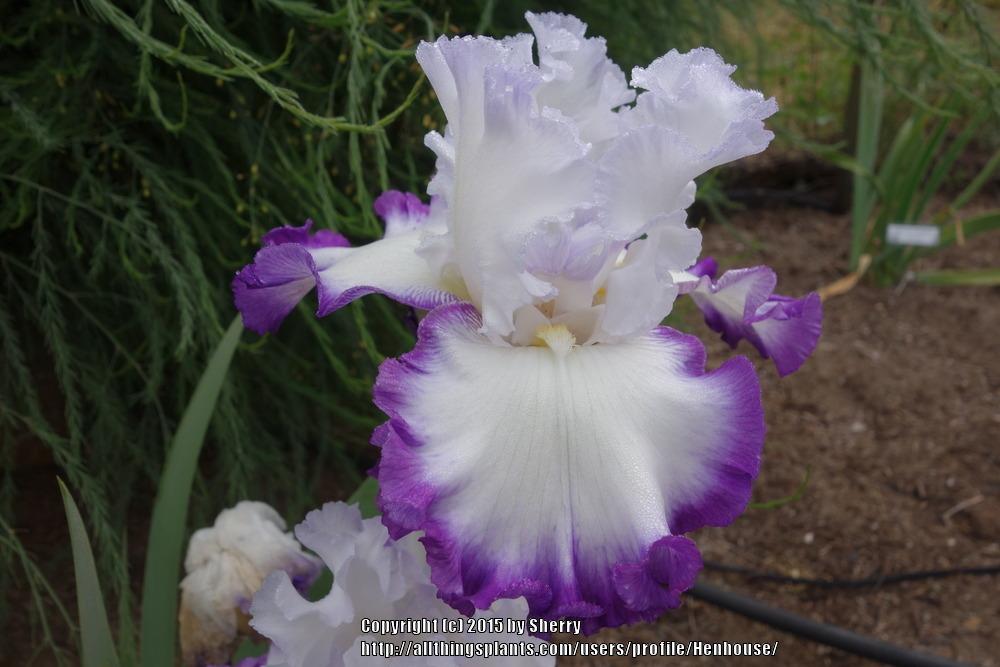 Photo of Tall Bearded Iris (Iris 'Center Ice') uploaded by Henhouse