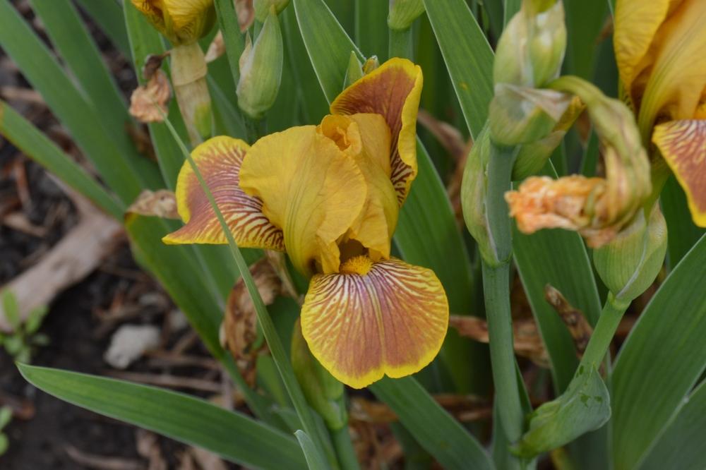 Photo of Miniature Tall Bearded Iris (Iris 'Breakfast in Bed') uploaded by KentPfeiffer