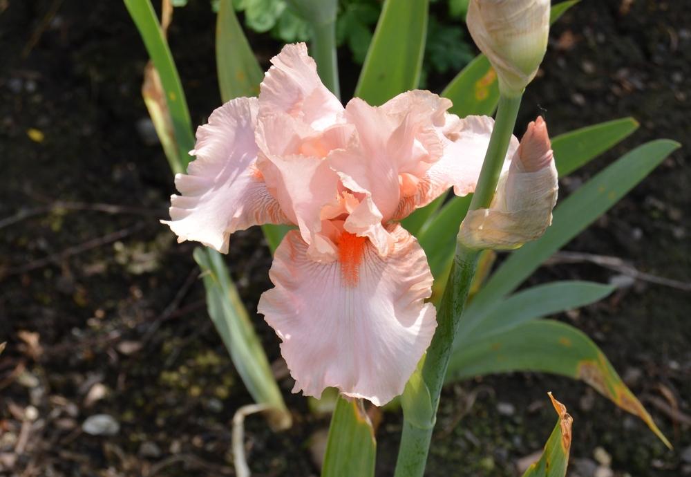 Photo of Tall Bearded Iris (Iris 'Bursting Bubbles') uploaded by KentPfeiffer