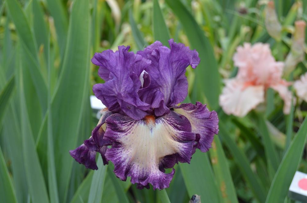 Photo of Tall Bearded Iris (Iris 'Blushing Grapes') uploaded by KentPfeiffer