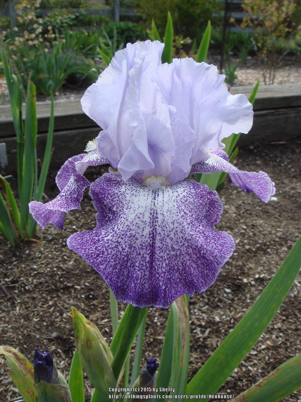 Photo of Tall Bearded Iris (Iris 'Splashacata') uploaded by Henhouse
