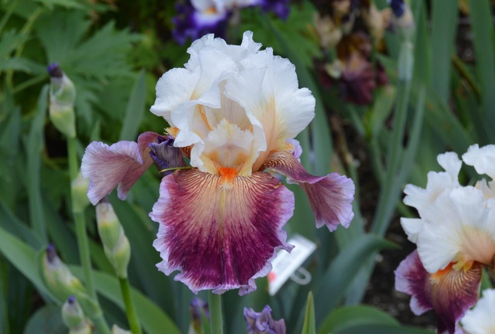 Photo of Tall Bearded Iris (Iris 'Care To Dance') uploaded by KentPfeiffer