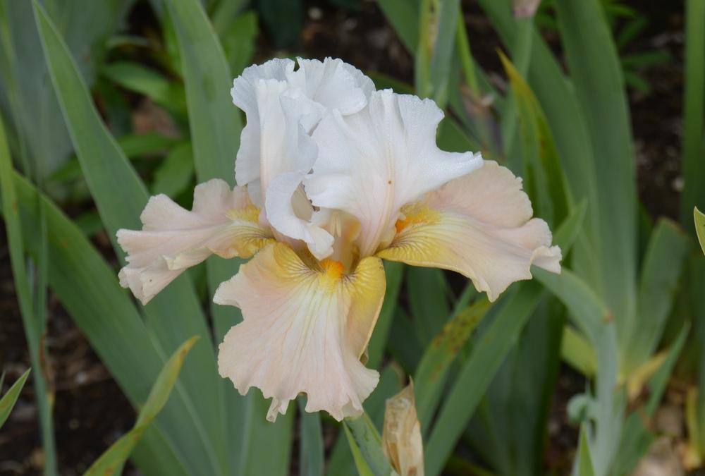 Photo of Tall Bearded Iris (Iris 'Champagne Elegance') uploaded by KentPfeiffer
