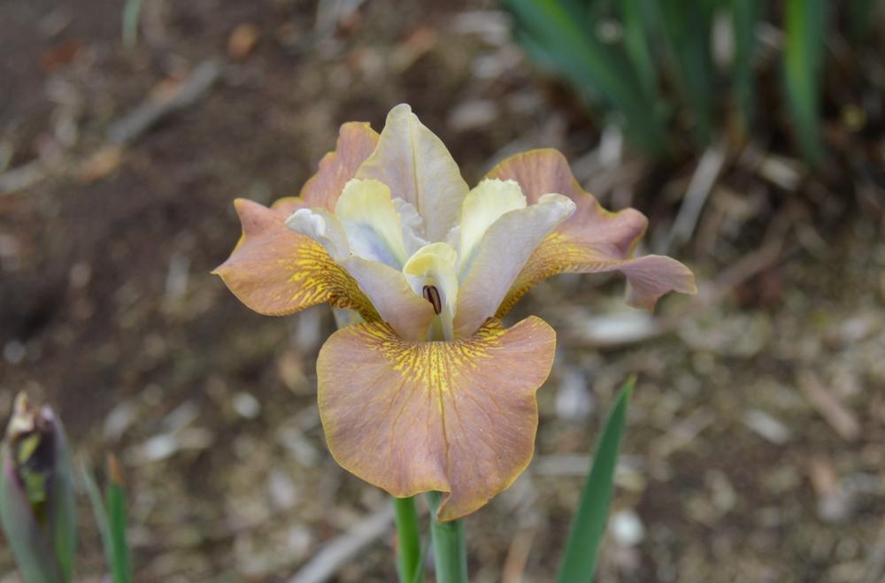 Photo of Siberian Iris (Iris 'Cinnamon Sugar') uploaded by KentPfeiffer