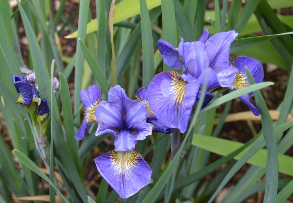 Photo of Siberian Iris (Iris 'Colorflash') uploaded by KentPfeiffer