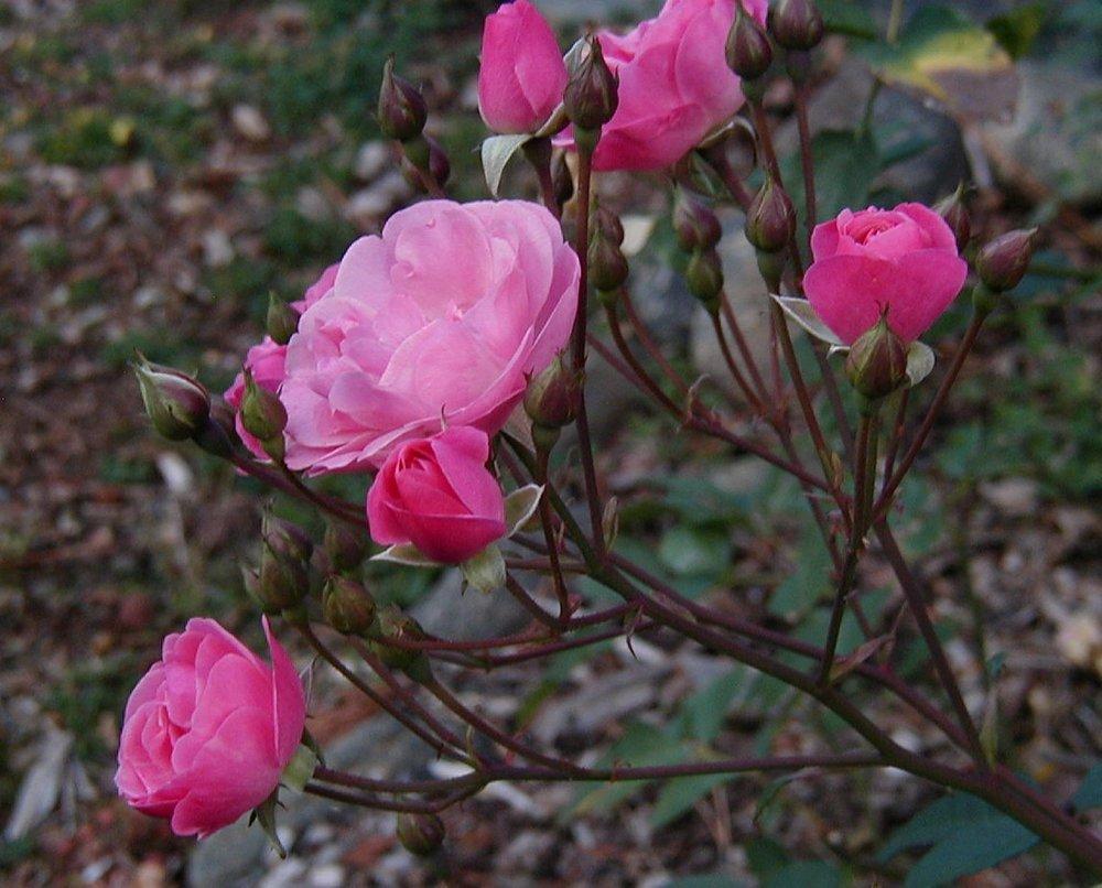 Photo of Rose (Rosa 'Morey's Pink') uploaded by RoseBlush1