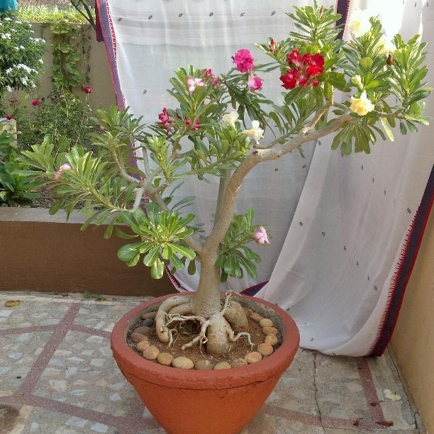 Photo of Desert Rose (Adenium obesum subsp. obesum) uploaded by chhari55